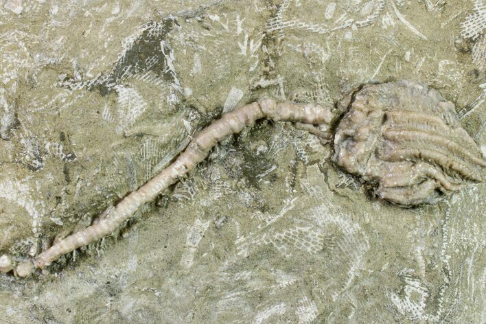 Fossil Crinoid (Dizygocrinus) - Missouri #157191